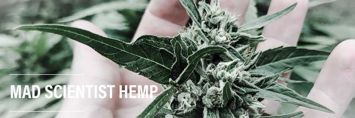 madscientistcbd's profile banner image