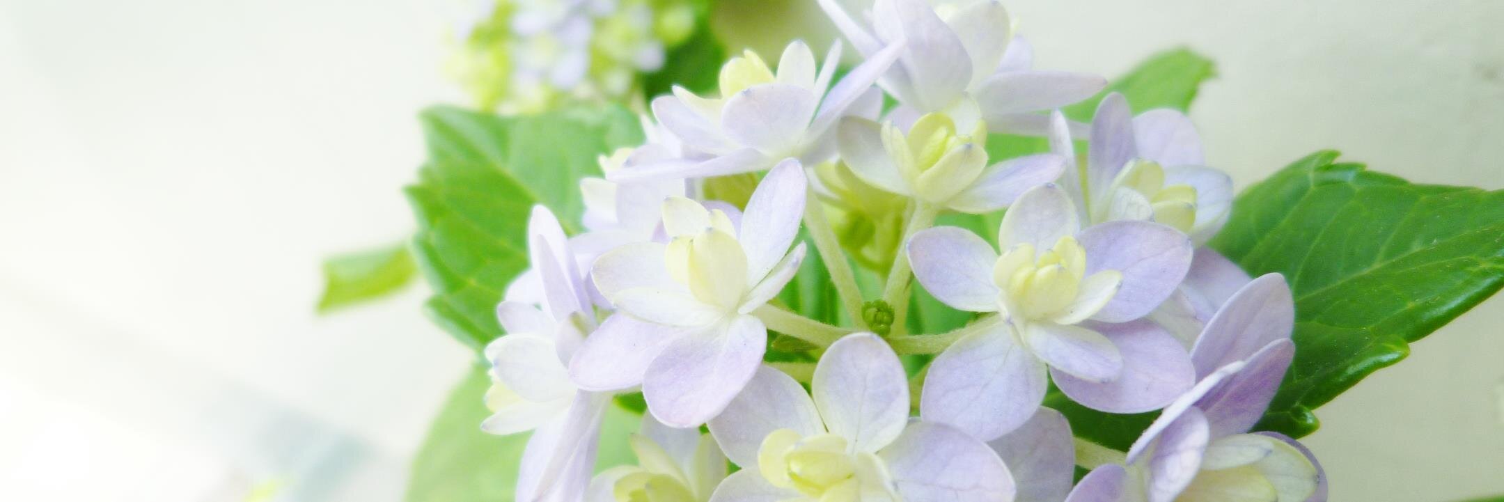 pckarasu's profile banner image
