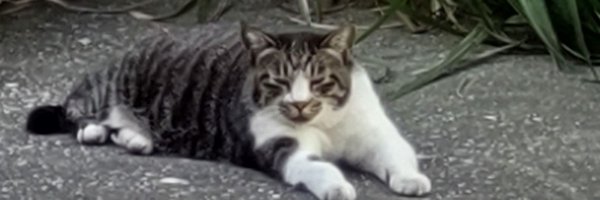 inonega Profile Banner