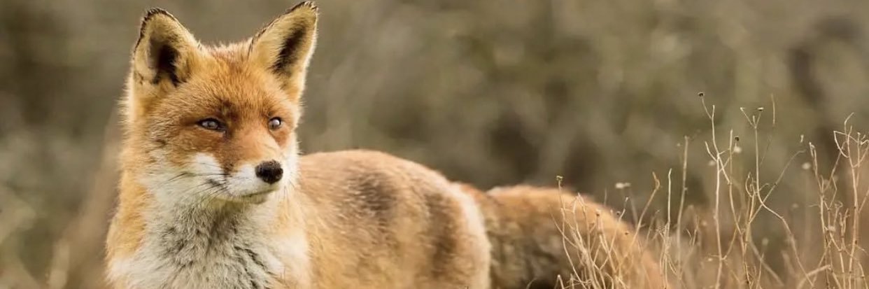 クリストファー 🦊 banner