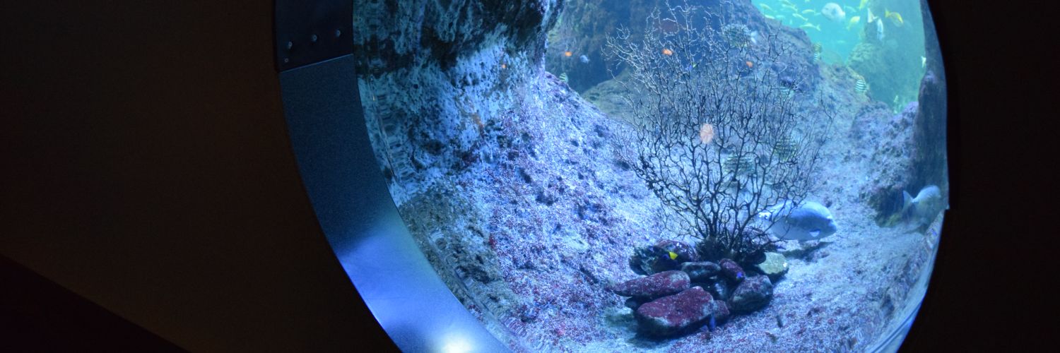 Shark_Fin_'s profile banner image
