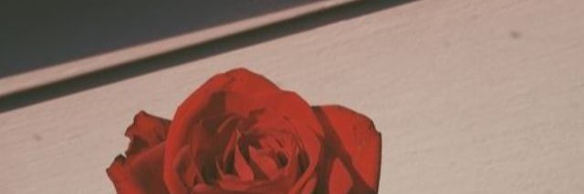 Alice banner
