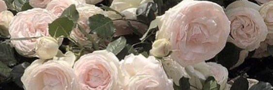 fullbloooom's profile banner image