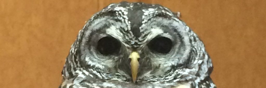setalow's profile banner image