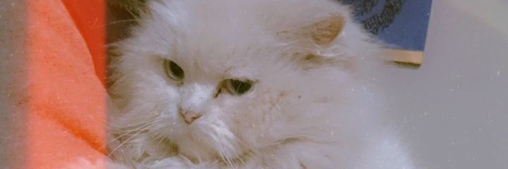 kaaaliJenner's profile banner image