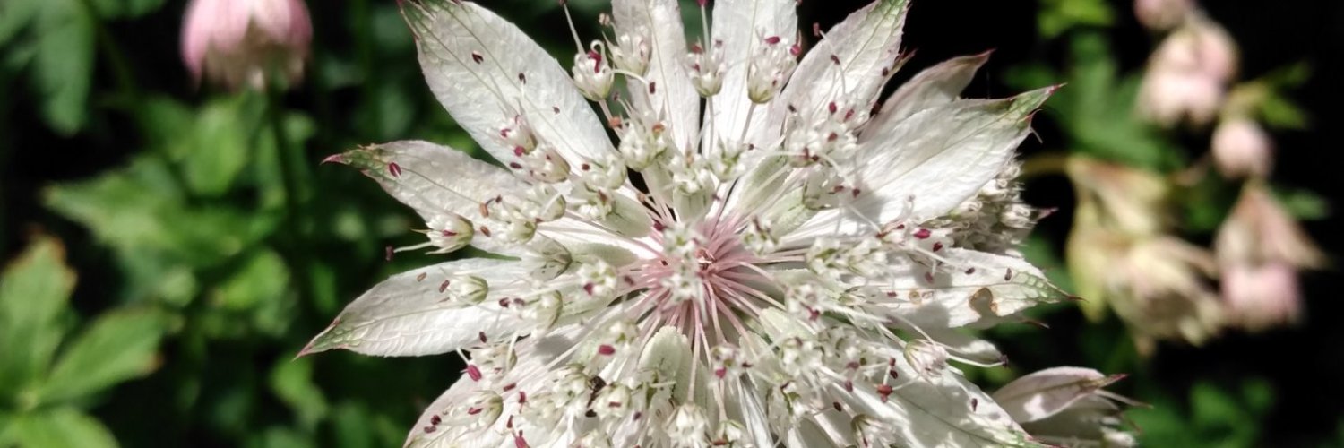 Arosebyanyothername banner