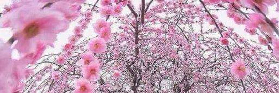 Hilang8281's profile banner image