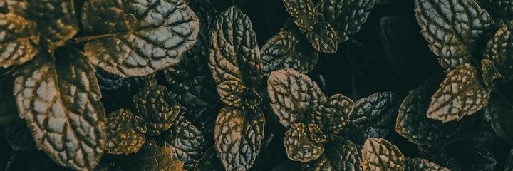 Diniseptiw's profile banner image
