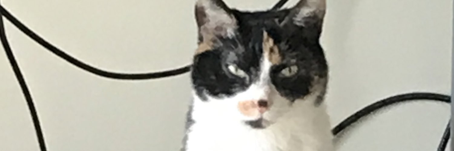 Calico banner