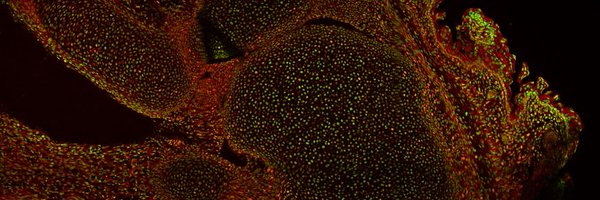 SeewaldAnne Profile Banner