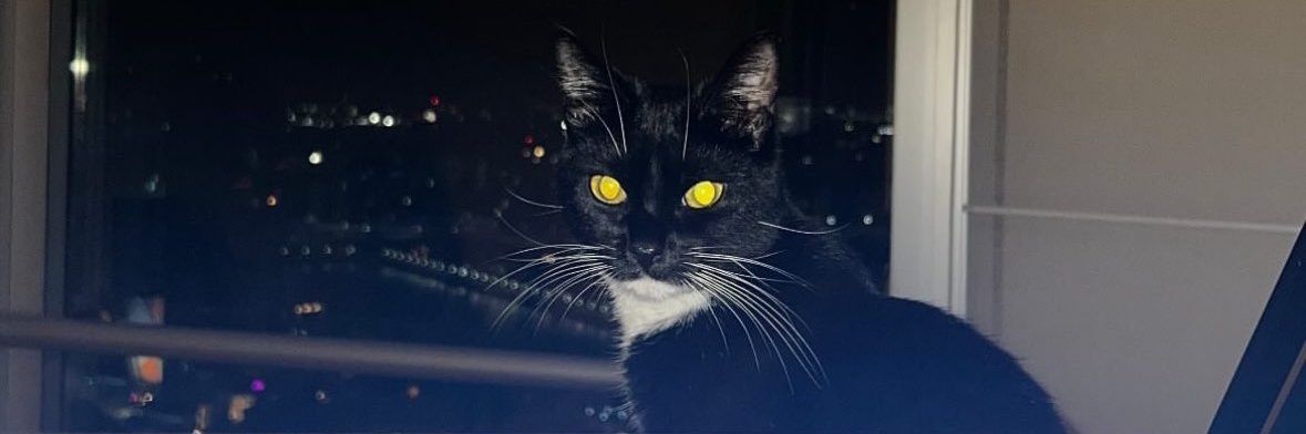 𝖑𝖔𝖑𝖆𝖘 🎂 banner