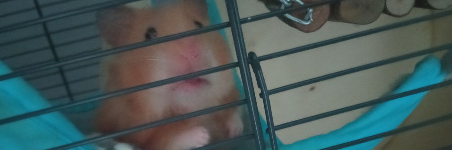 girated's profile banner image