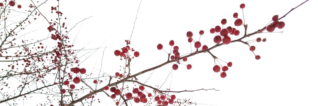 Pohjois-Pohjanmaan liitto banner