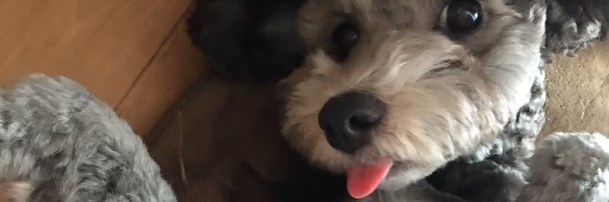 ribbooon's profile banner image
