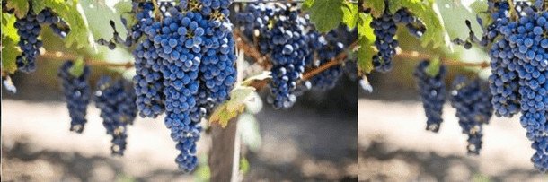 robi ciprax banner