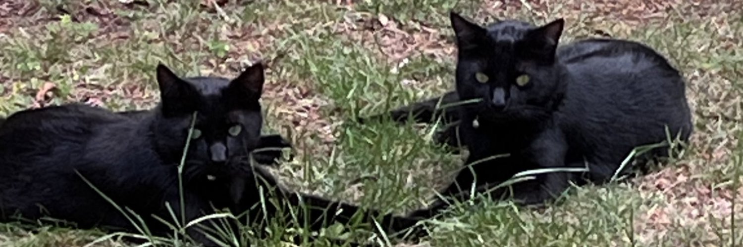 Boots and Binx: bonded bros Profile Banner