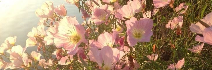 r banner