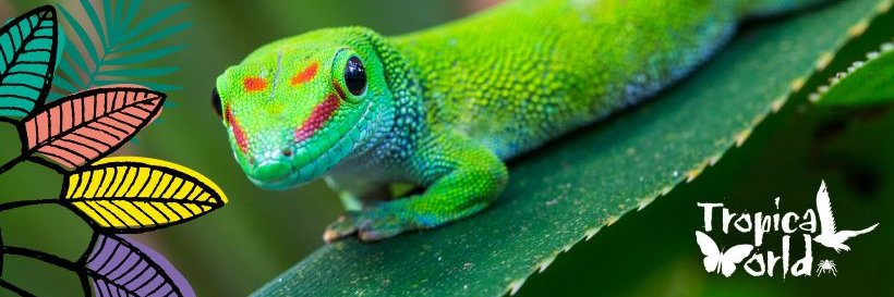 Tropical World Leeds banner