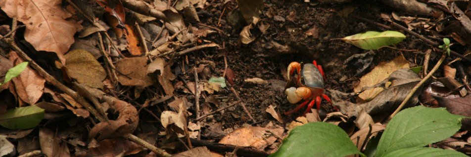 Gavin Ricketts banner