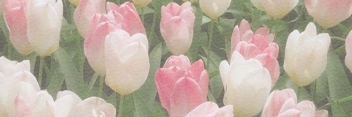 cait ♡ banner
