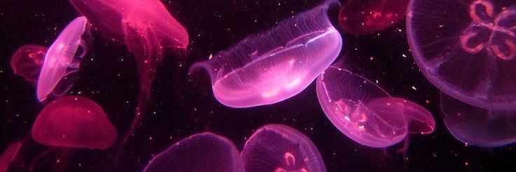 𝓶𝓪𝓻𝓎☆ banner