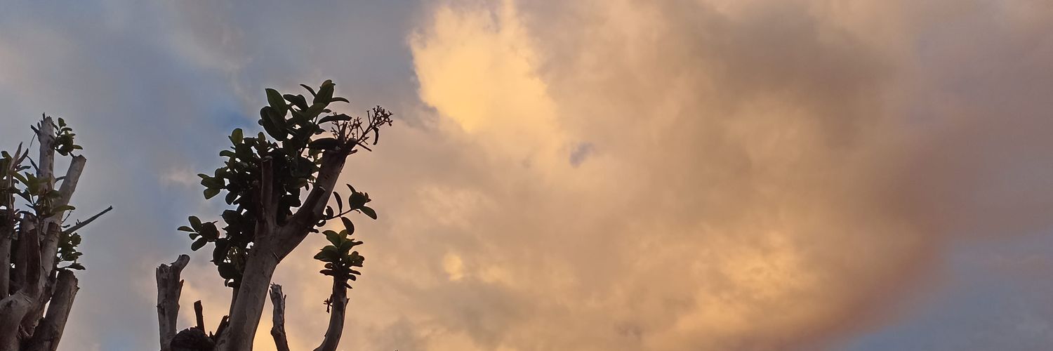 Melanie López banner