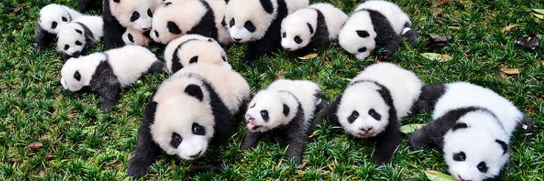 PandasOreo's profile banner image
