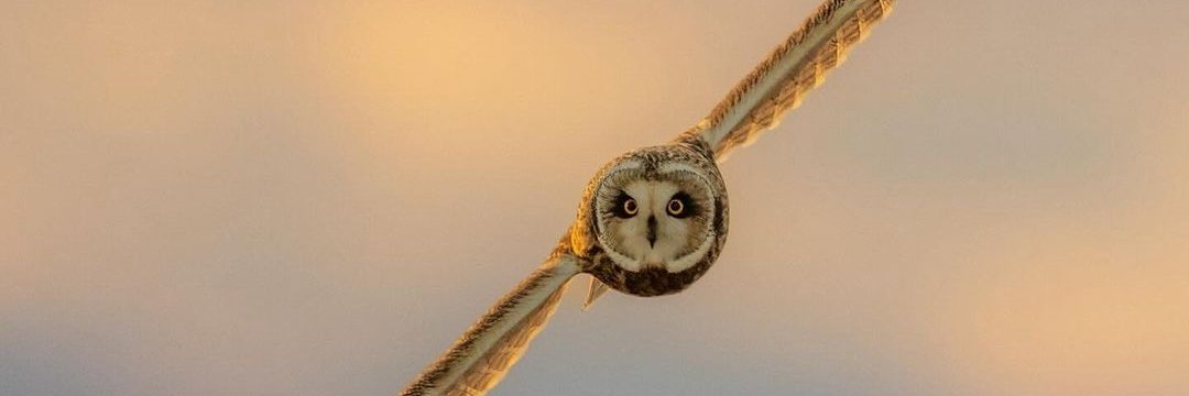 Sage Owl banner