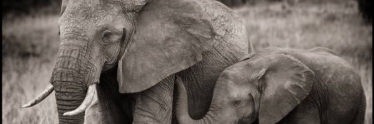 Esaborichulaa's profile banner image