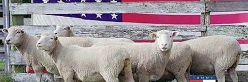 David John Cogger's banner