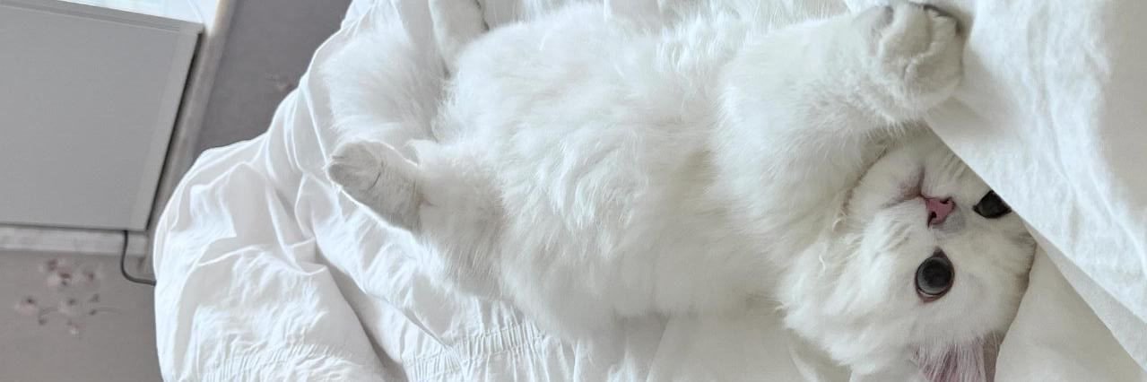 whitishmilo's profile banner image