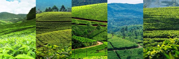 Ceylon tea Profile Banner