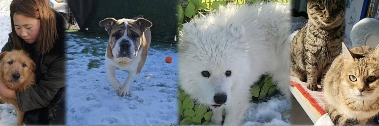 Paws of China banner