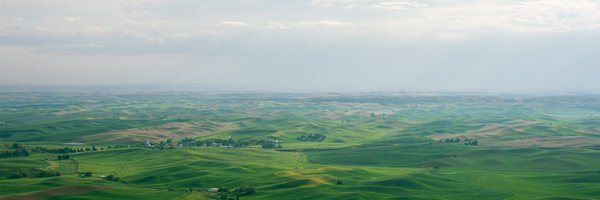 willis Profile Banner