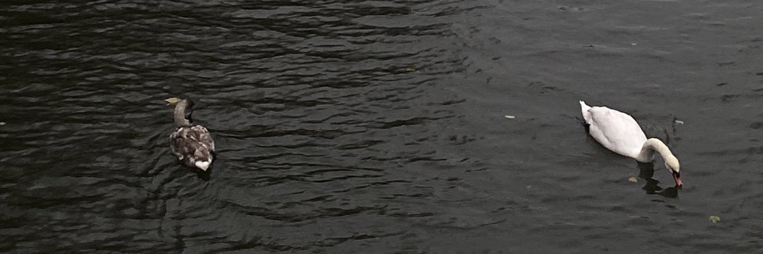 vera banner
