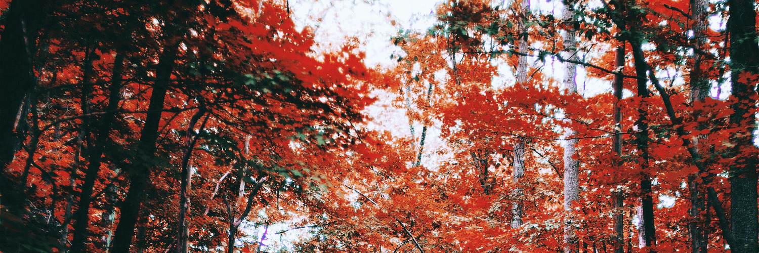 nádia🍂 banner
