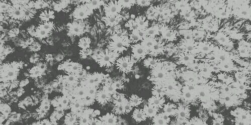ButeraEdition's profile banner image