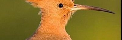 donell fisher banner