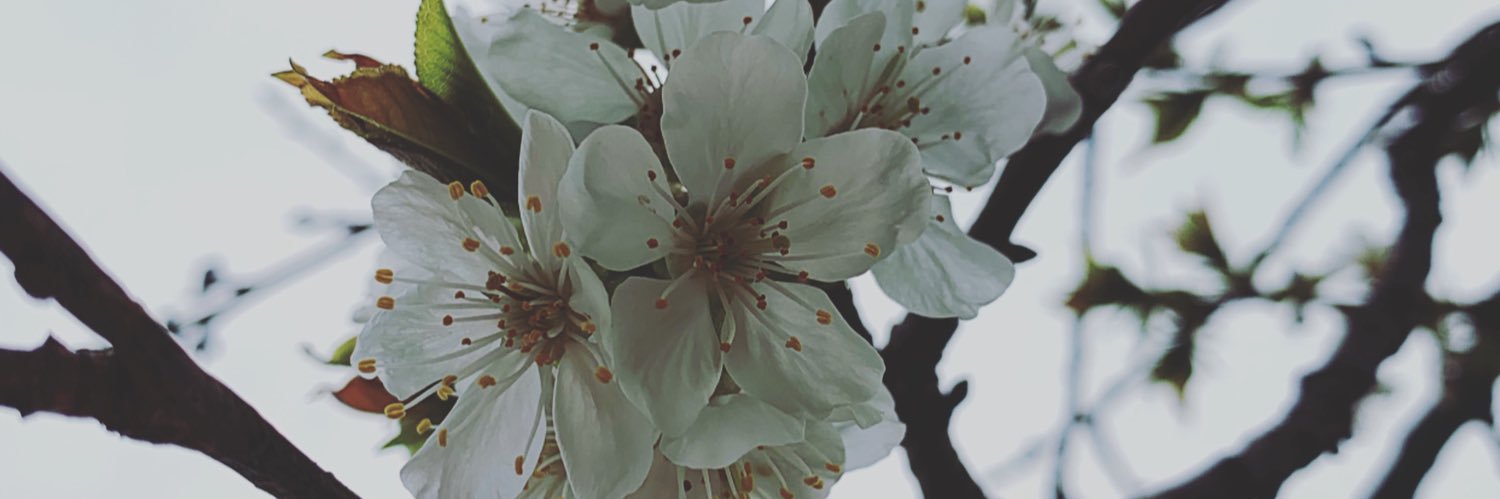 Corine__Walsh's profile banner image
