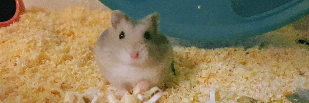 만두🐹🥟와 인간 banner