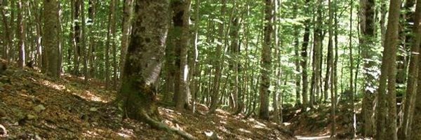 Lluis_Sola Profile Banner