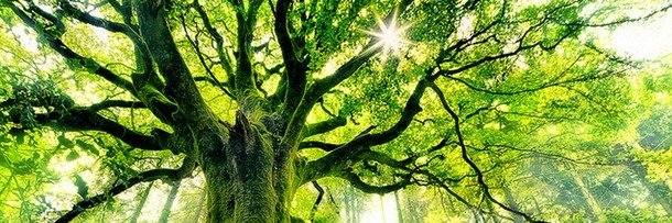 rishikasajwan's profile banner image