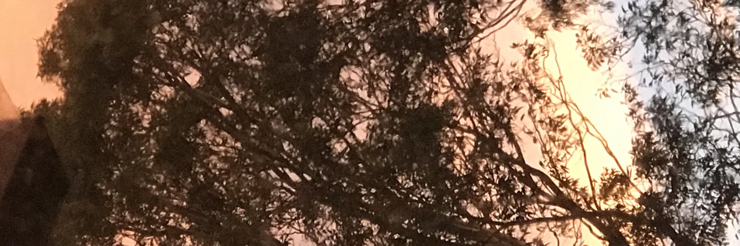 Bear banner