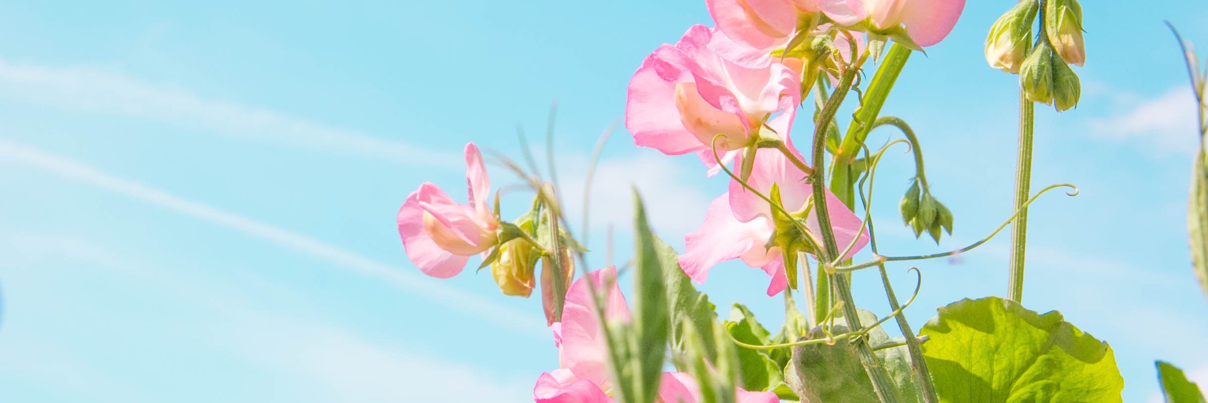 mihha's profile banner image