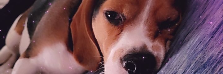 CuteVampireBo's profile banner image