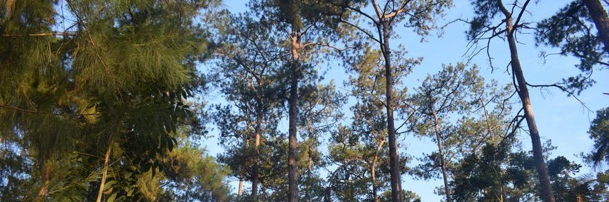 Celene27 • ᴗ • banner