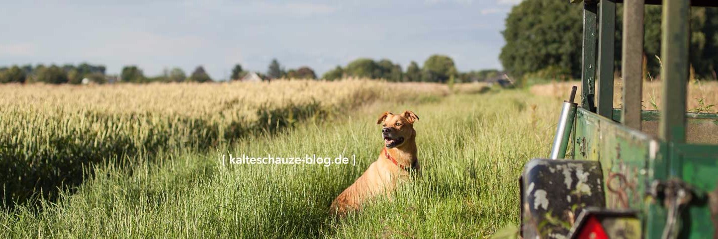 Kalte_Schnauze's profile banner image