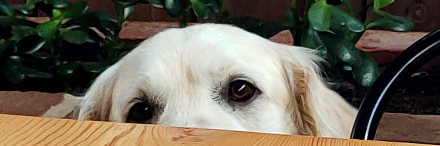oconsys_ice's profile banner image