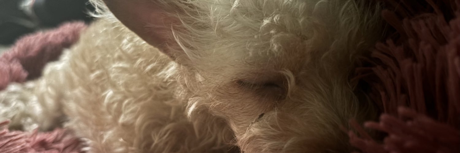 SofiNisthal__'s profile banner image