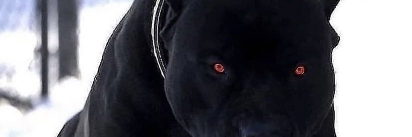 xapo66's profile banner image